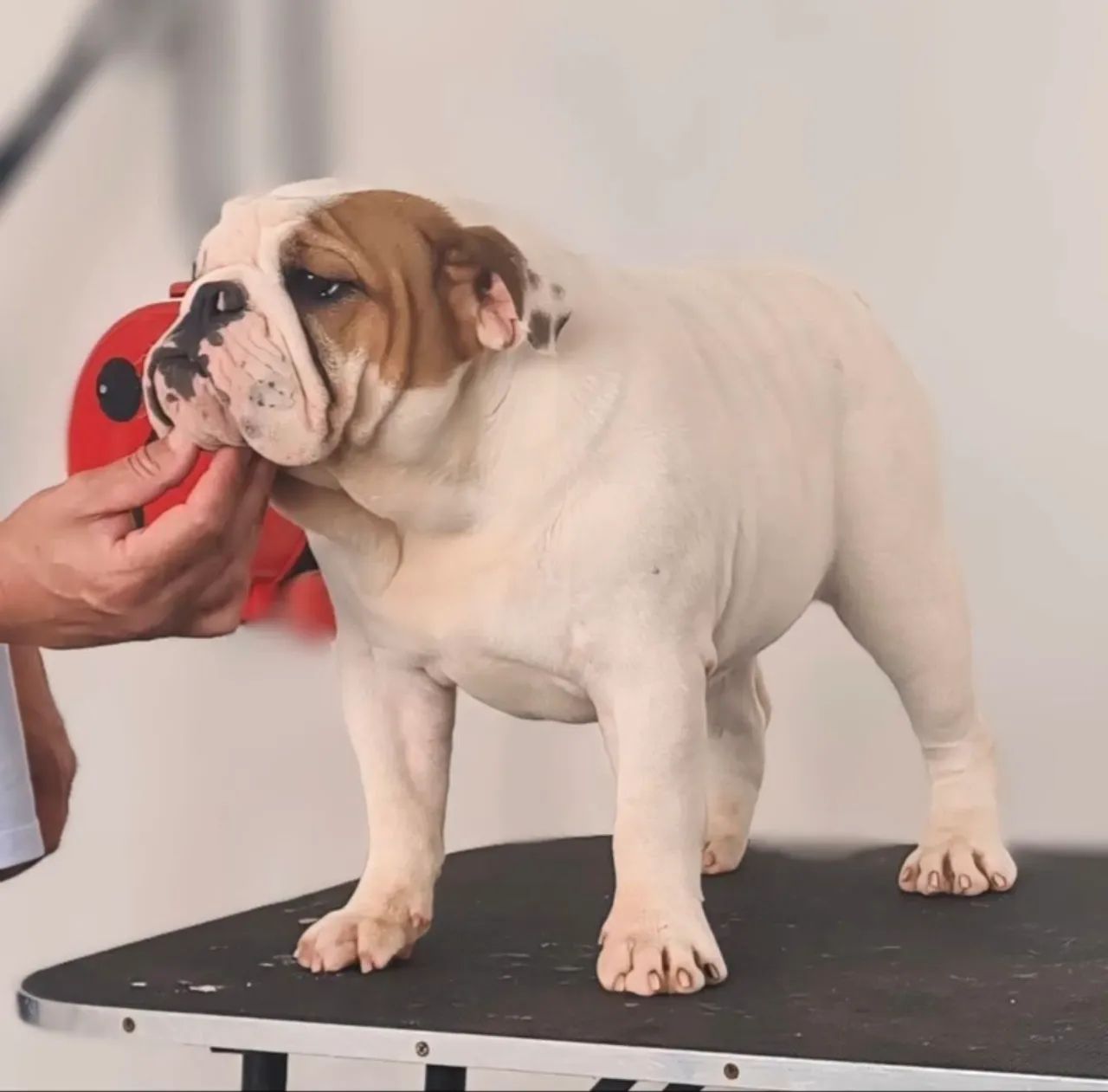 Bulldog Inglês Fêmea 