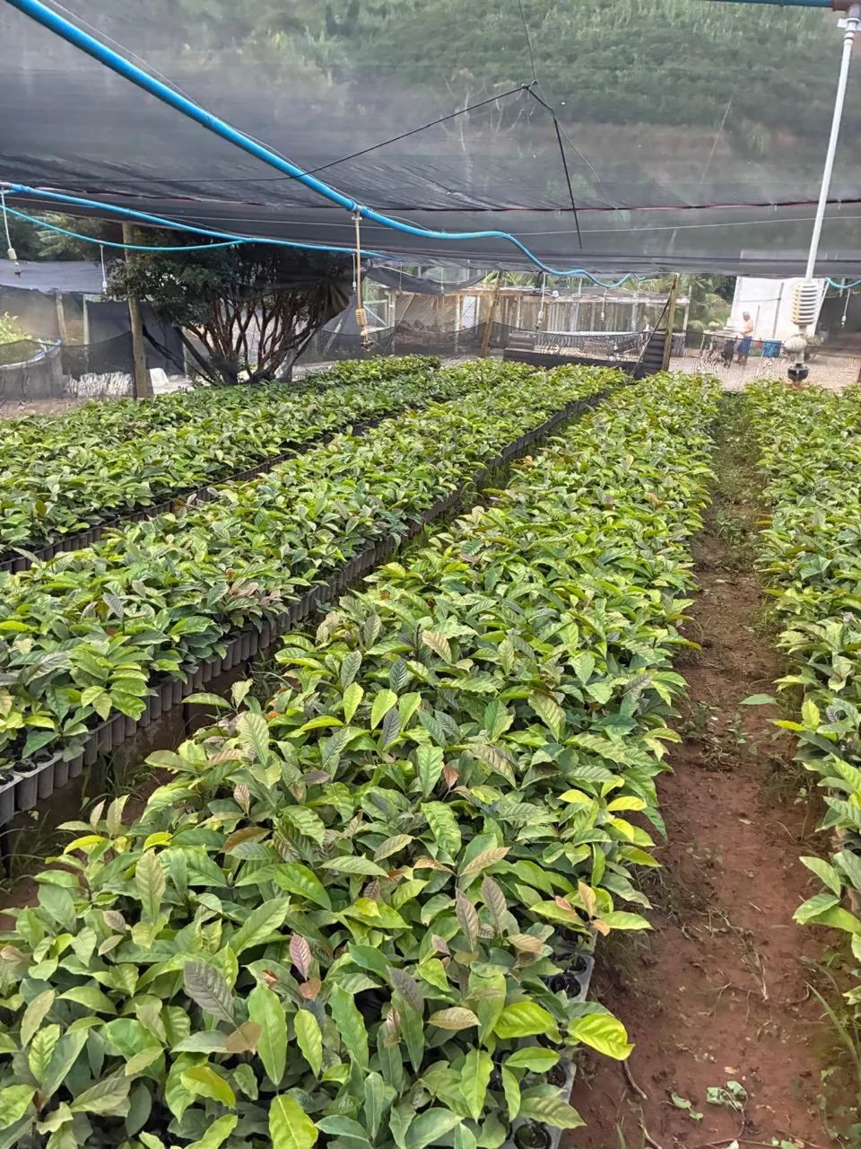 Mudas de café conilon - Foto 2