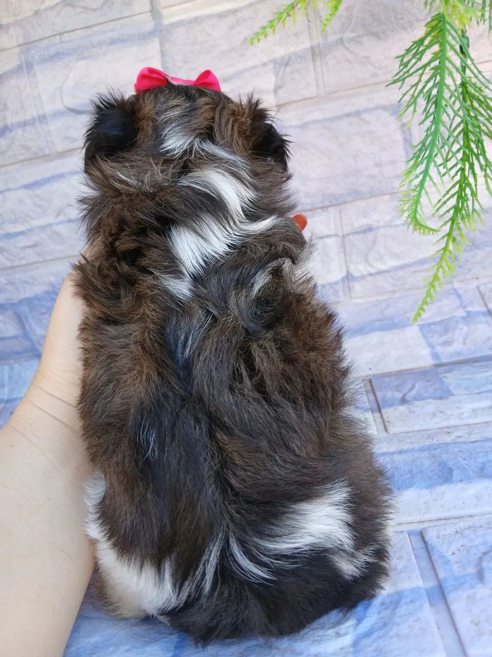 Shitzu fêmea mini  - Foto 4