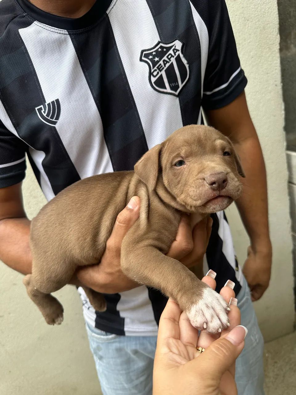 Pitbull filhote  - Foto 2