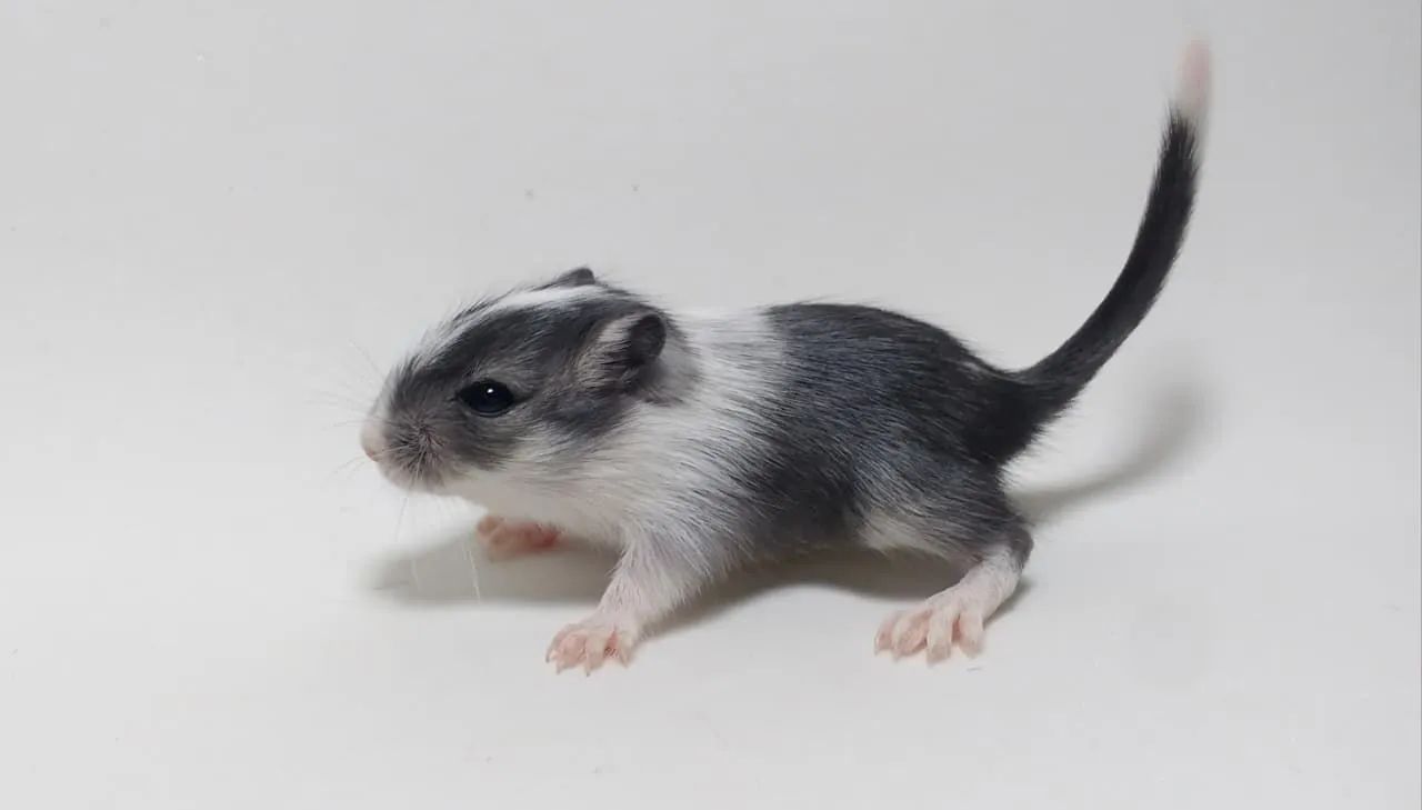 Vendo Gerbil (esquilo da Mongólia) - Foto 2