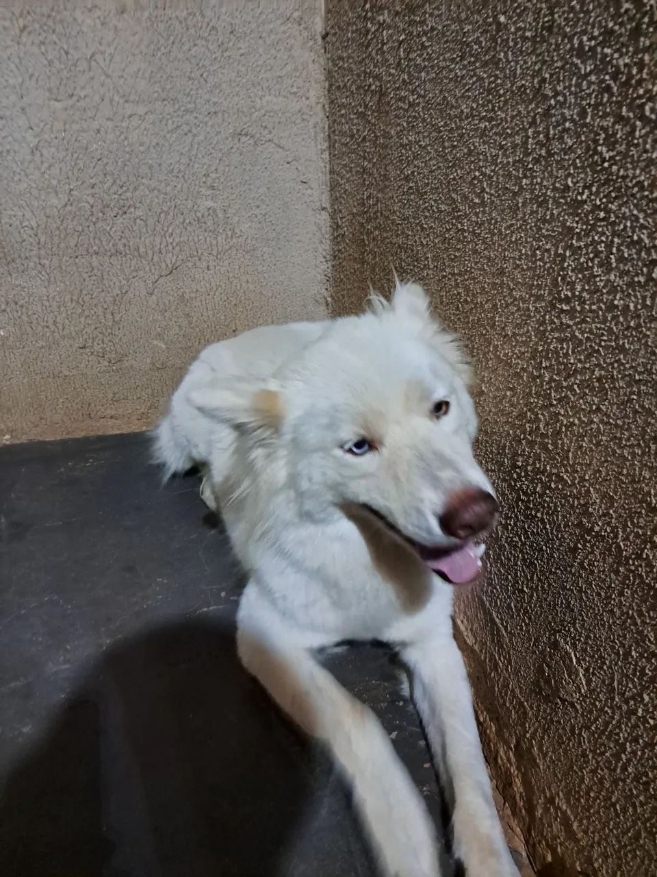 Vendo hasky - Foto 3
