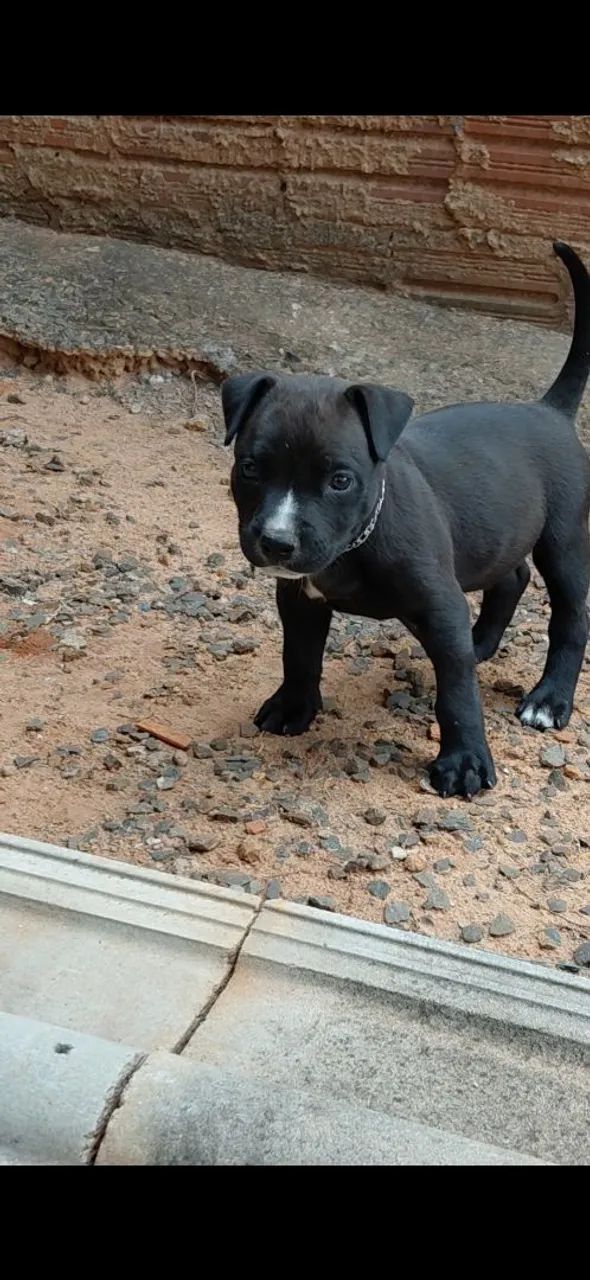Pit bull - Foto 2