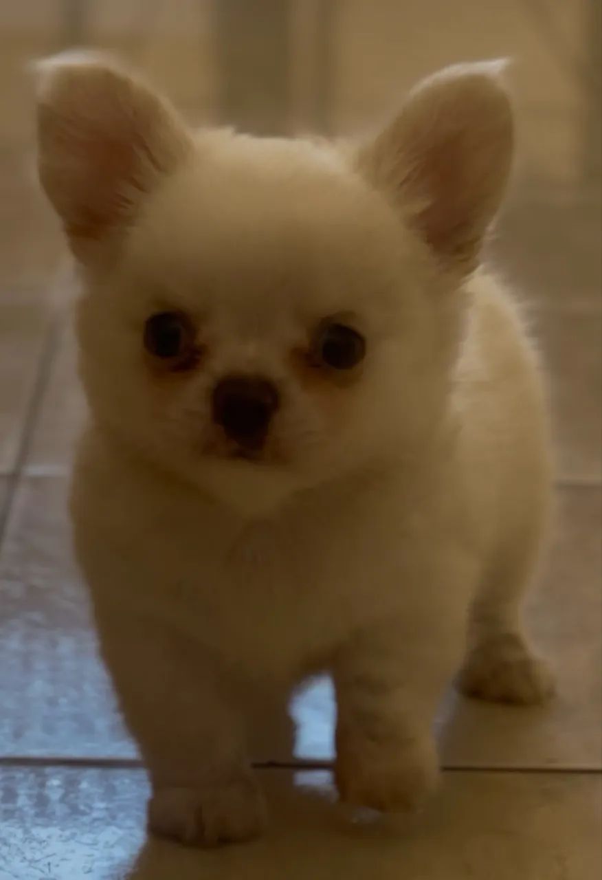 Chihuahua macho - Foto 4