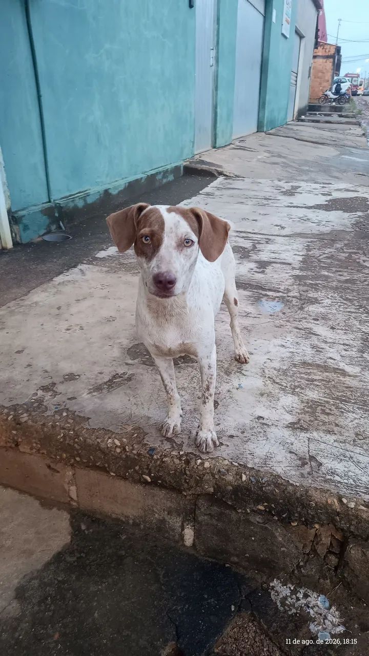 Doa- se cachorrinha  - Foto 2