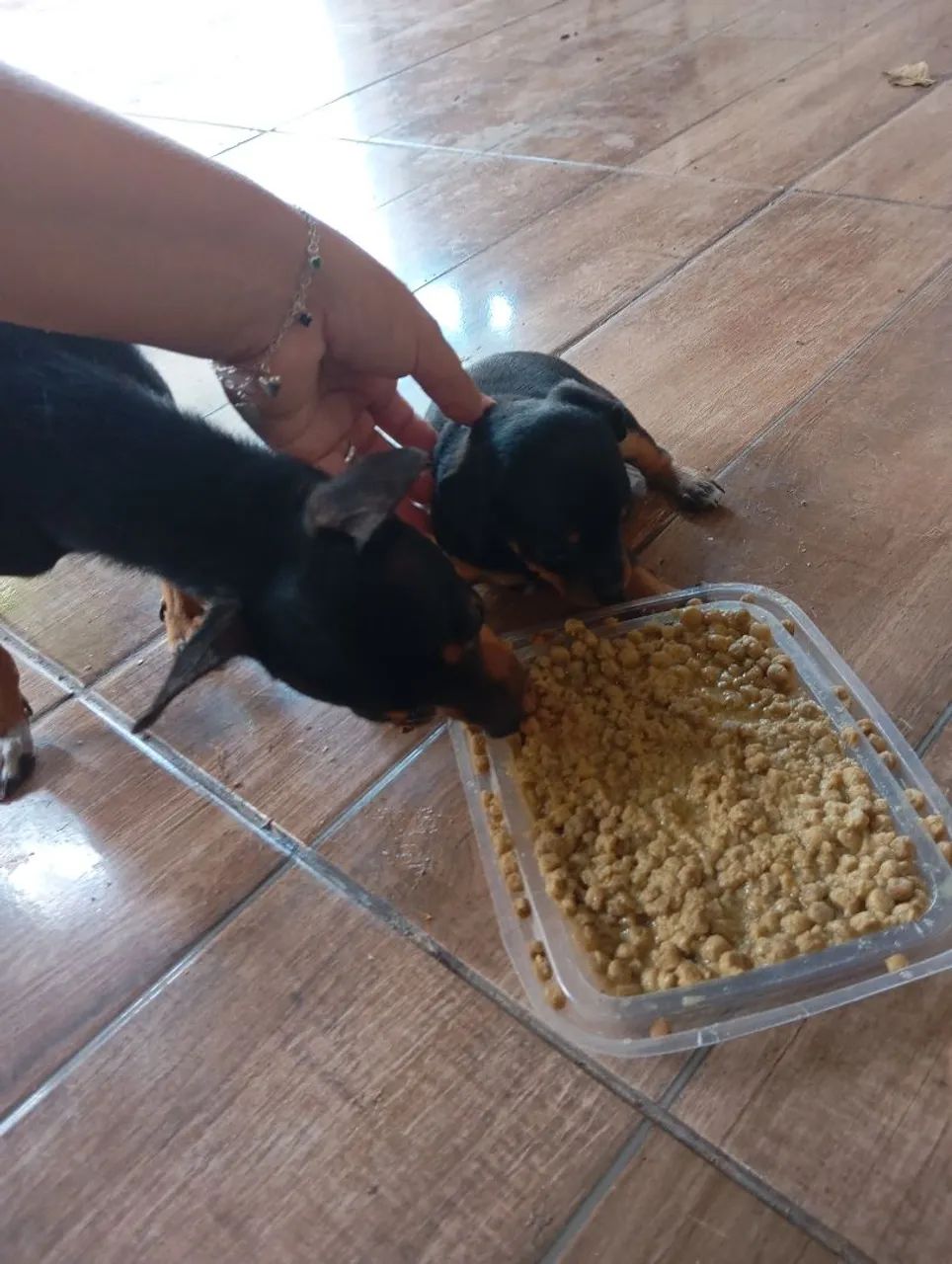 Vendo Pincher  - Foto 4