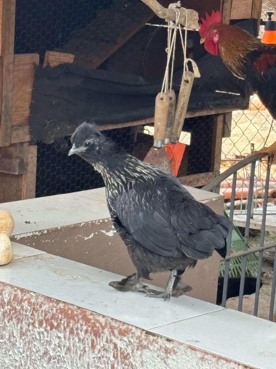 Galos  - Foto 4