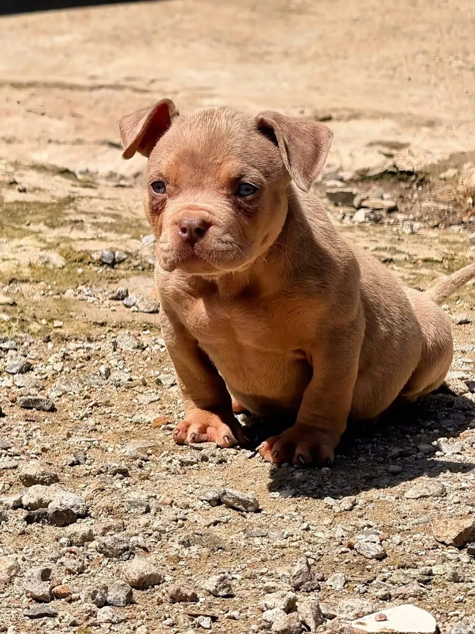 PitMonster filhotes