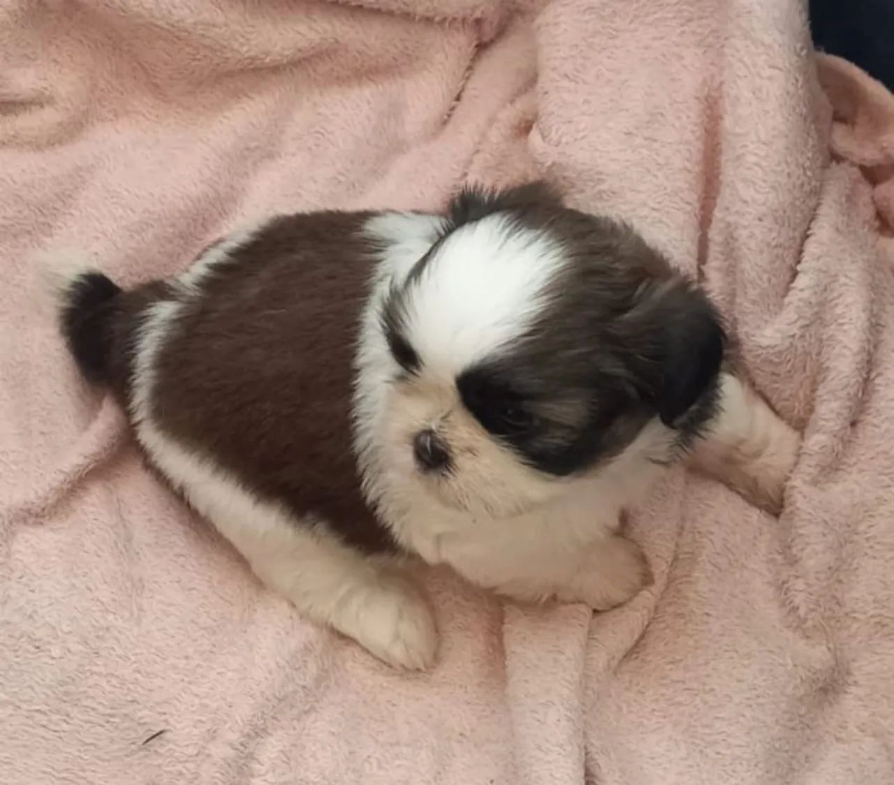 Shihtzu fêmea  - Foto 4