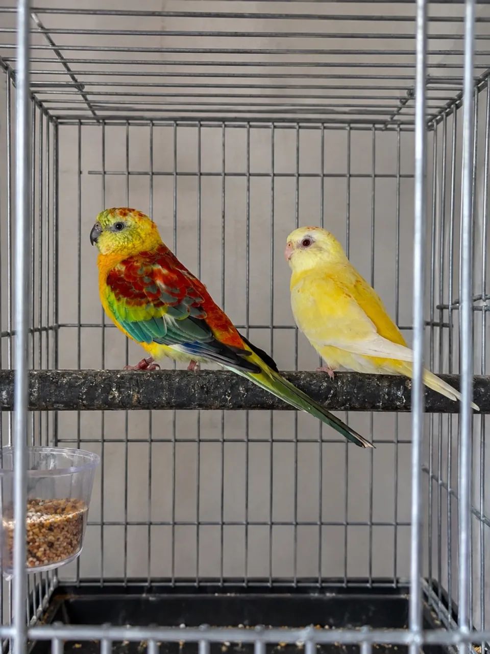 Gaiola 