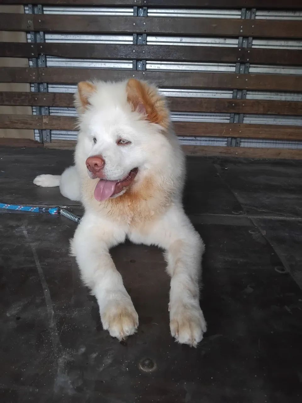 Cachorro  - Foto 5