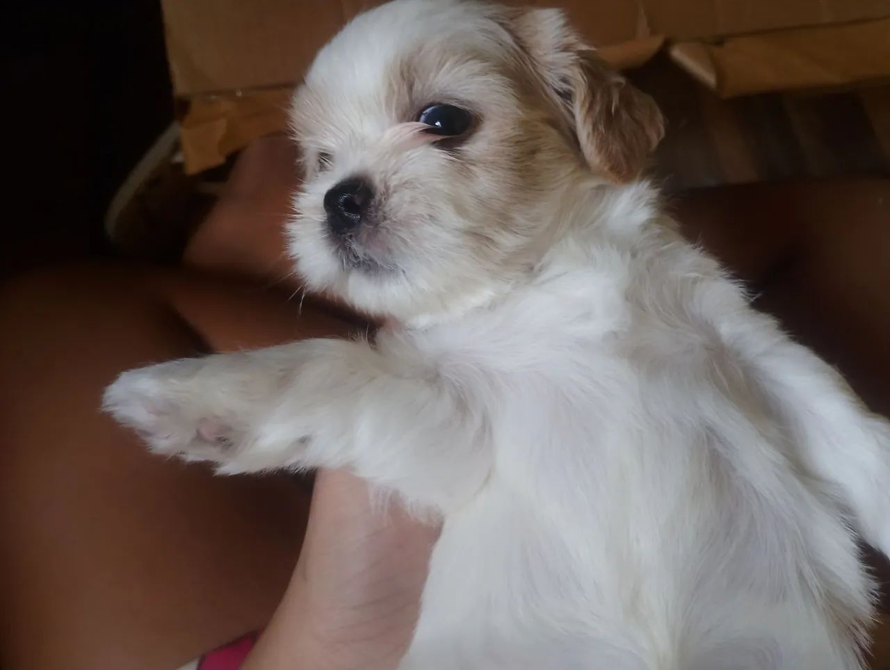 Shitzu cachorros vendo  - Foto 2