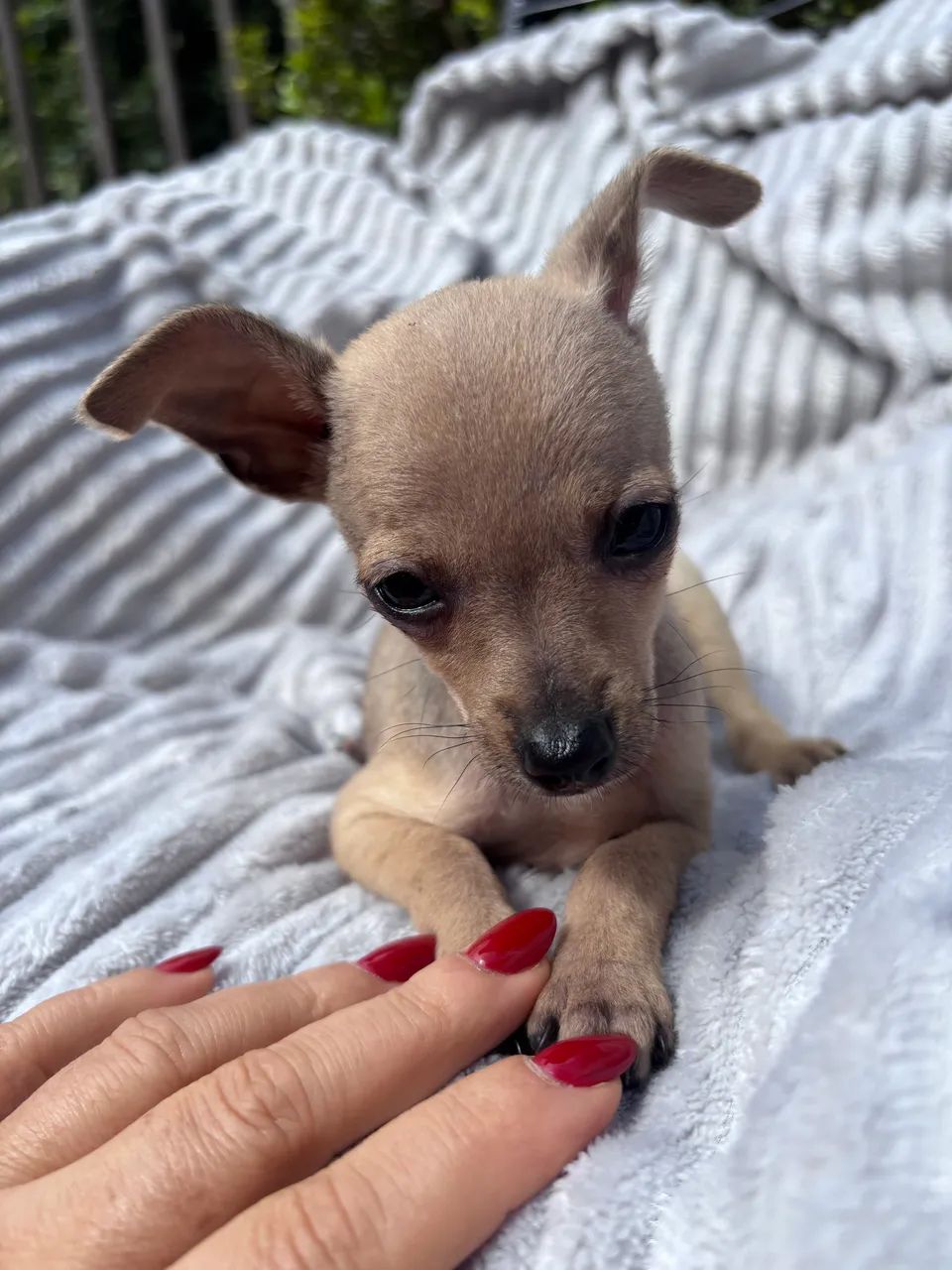 Pinscher machinho - Foto 4