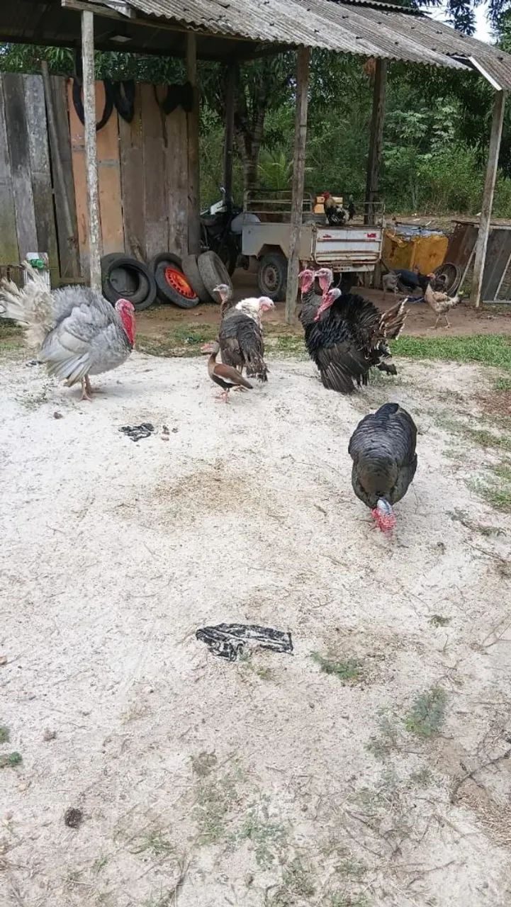 Perú(as) adulto ou filhote LEIA