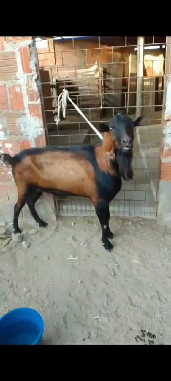 Cabrito leiteiro  - Foto 2