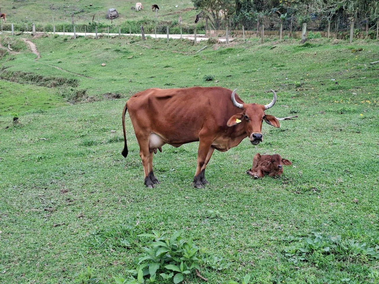 Vaca para leite com terneira - Foto 2