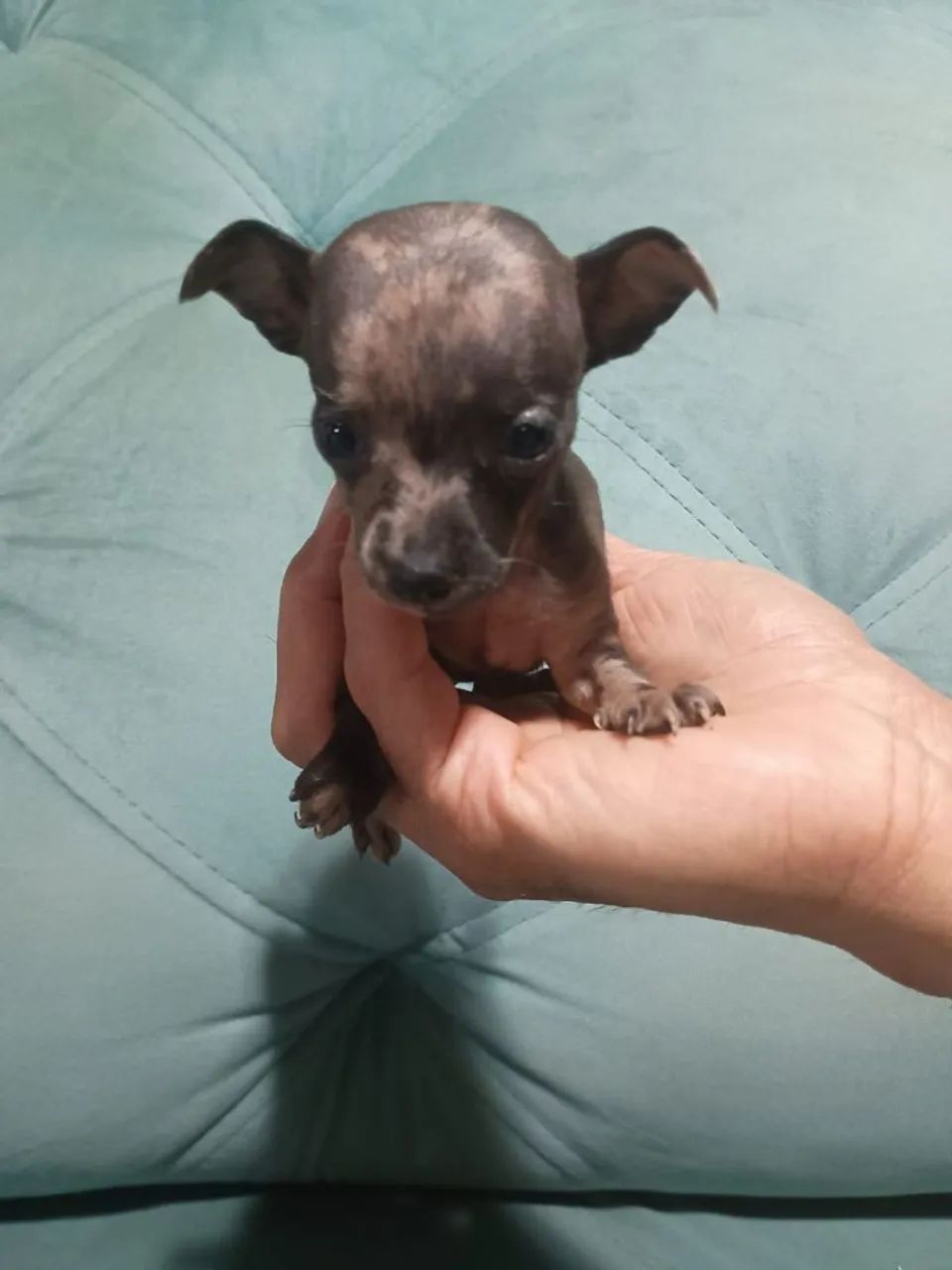 Pinscher zero