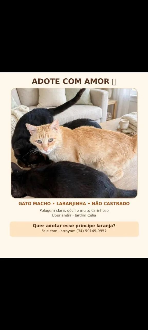 Doação dos animais  - Foto 5