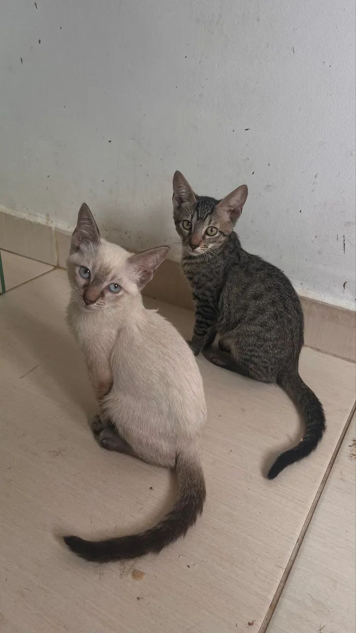 Adoção responsável  - Foto 4