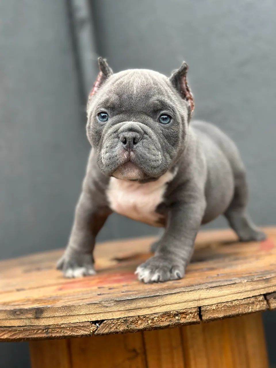 AMERICAN BULLY MICRO - MACHO  - Foto 2