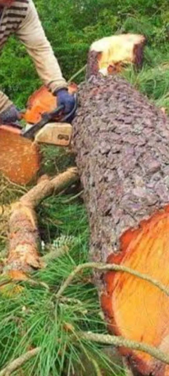  serviço de poda árvores,retirada cortes em Geral - Foto 2