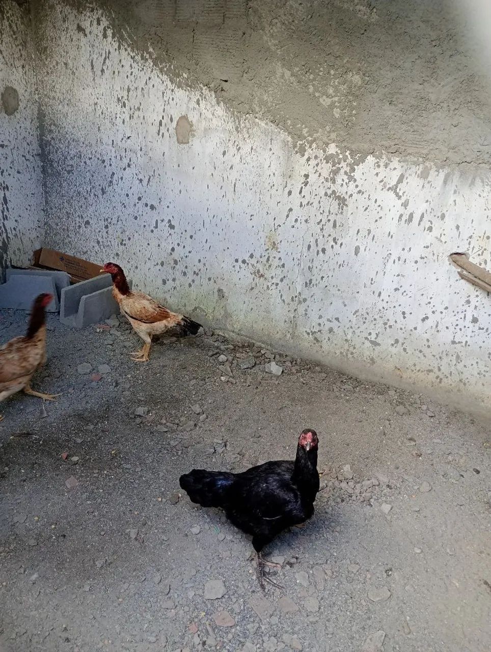 Galo e galinha de ra ça  - Foto 2