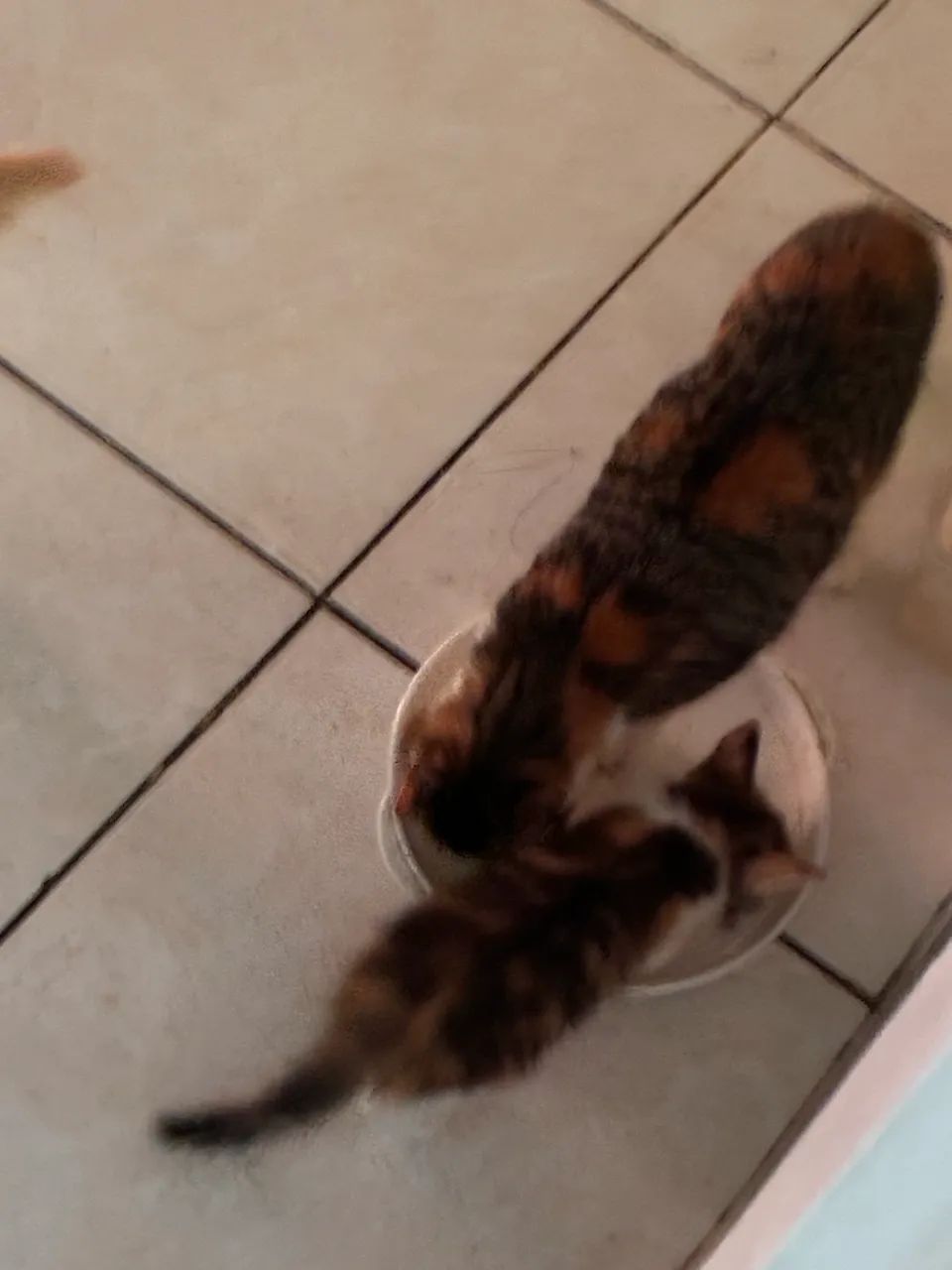 DOAÇÃO DE GATO URGENTE  - Foto 2