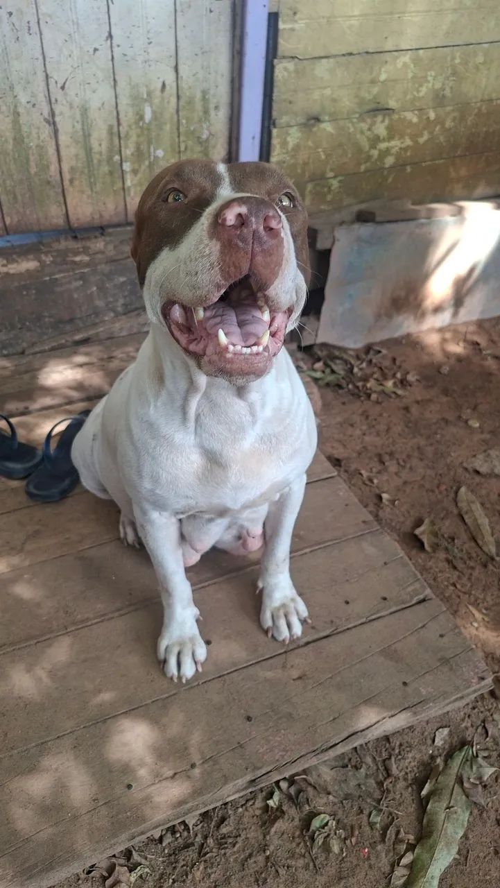 Filhotes pitbull - Foto 5