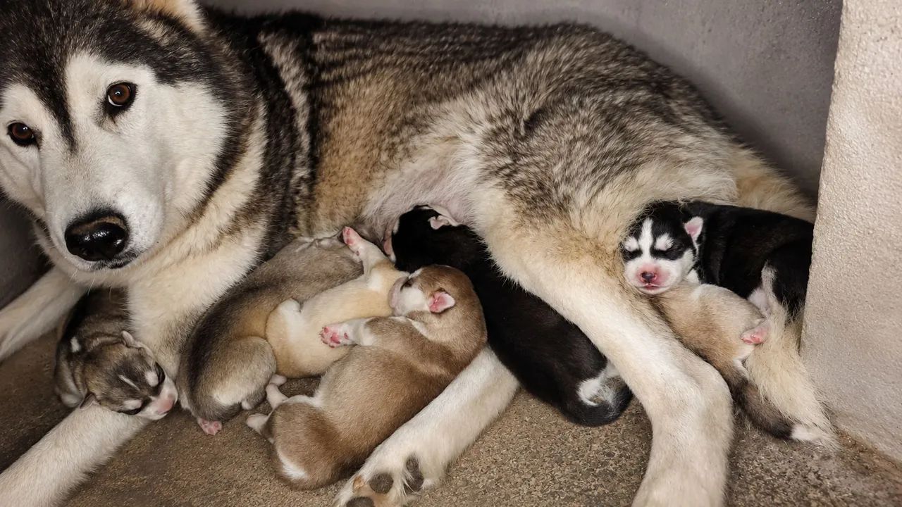 Husky Siberiano  - Foto 3