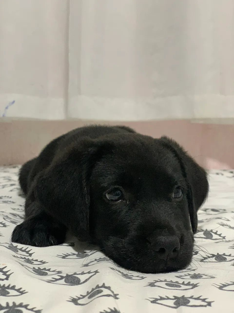 LABRADOR, DOAÇÃO!!