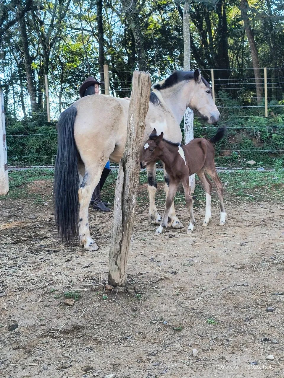 Égua com filhote  - Foto 4