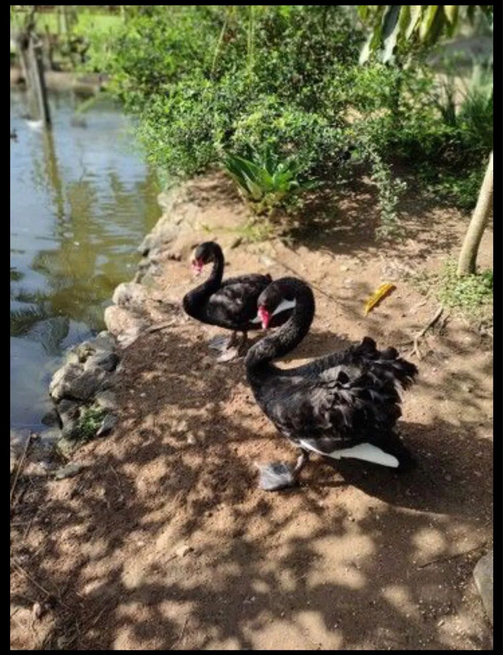 Filhotes de Cisne Negro  - Foto 5
