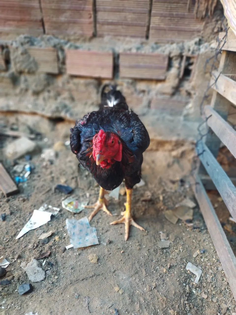 Vendo Galos de raça  - Foto 3