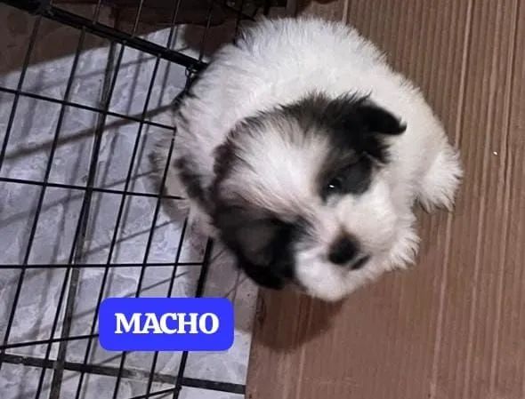Filhotes Lhasa Apso - Foto 2