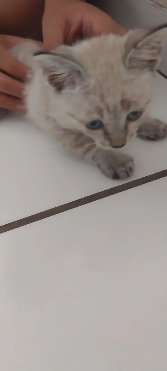Gatos  - Foto 2