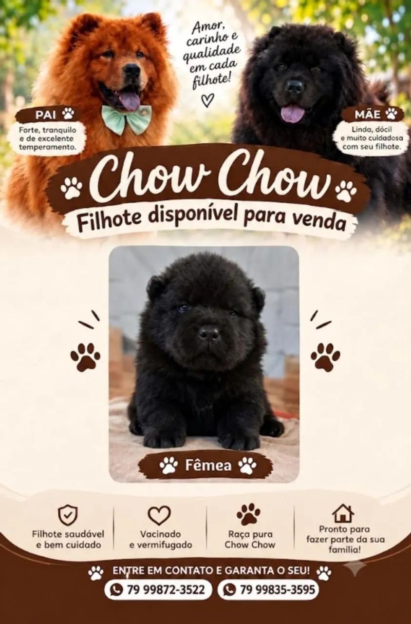 VENDO FILHOTE DE CHOW-CHOW RAÇA PURA