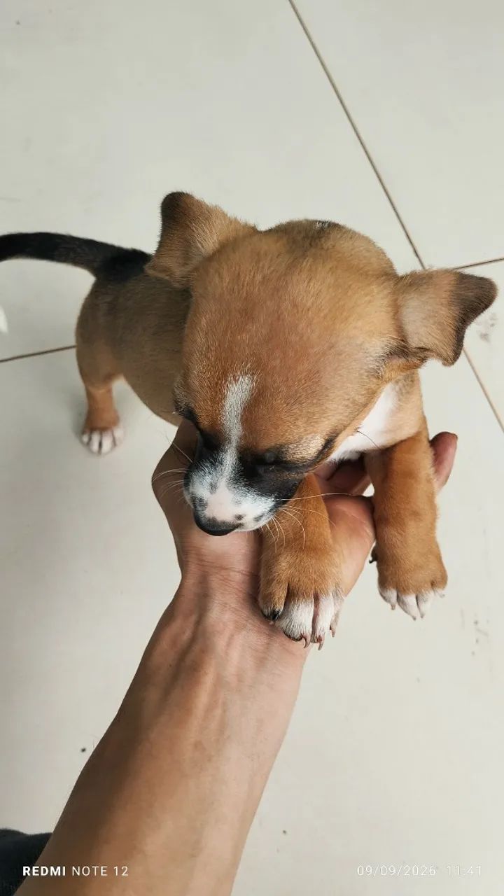 Cachorro  - Foto 5