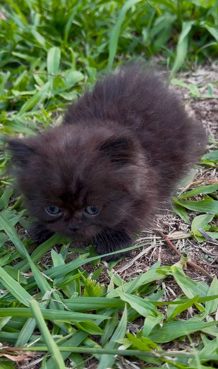 Gato Persa preto macho filhote **Faço entrega - Foto 4