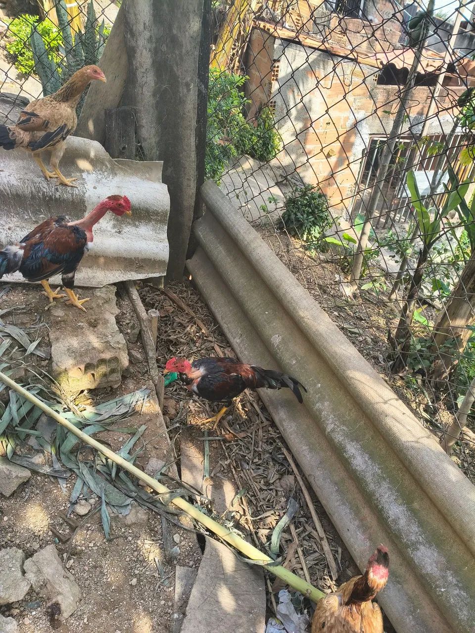 Frango caipira novo polacos - Foto 3