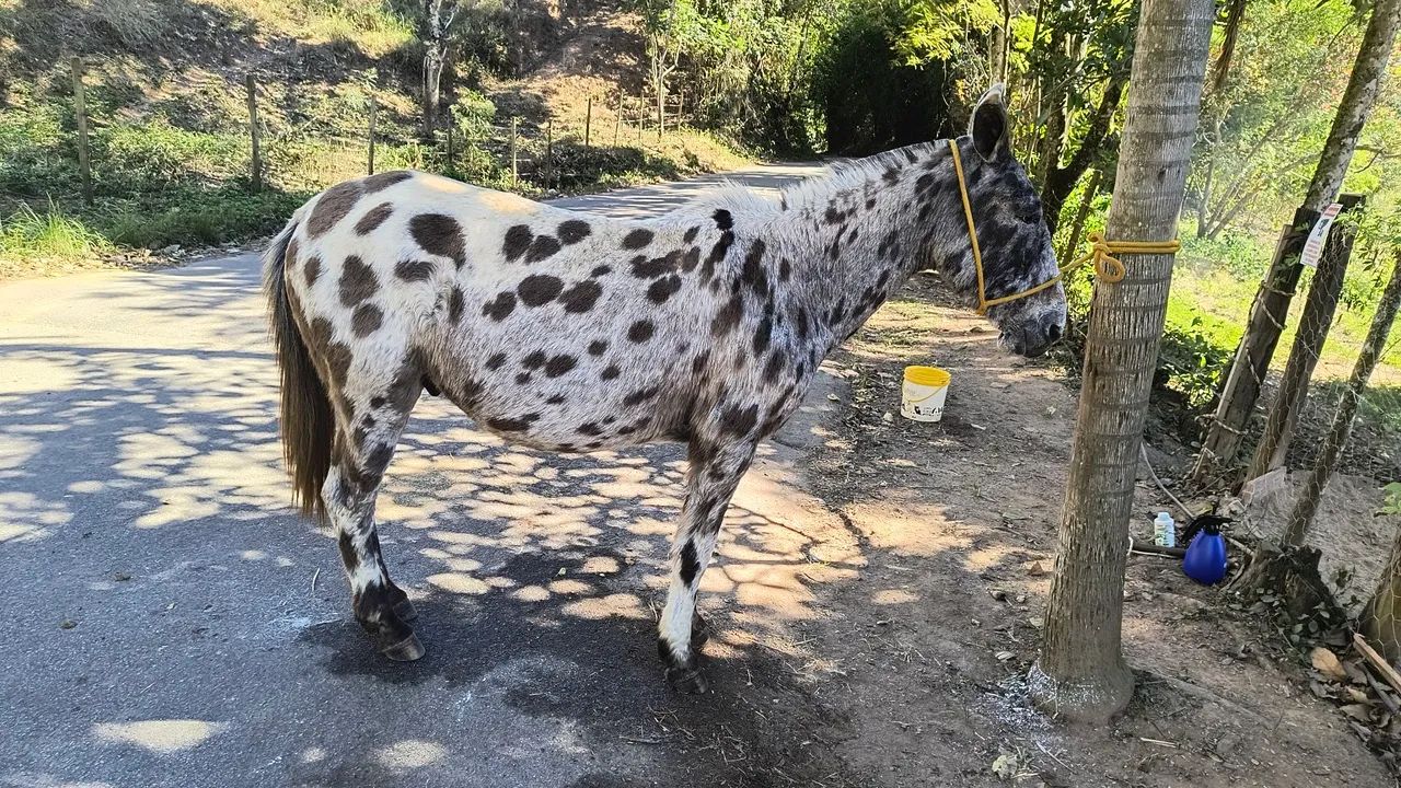Burro diferente  - Foto 5