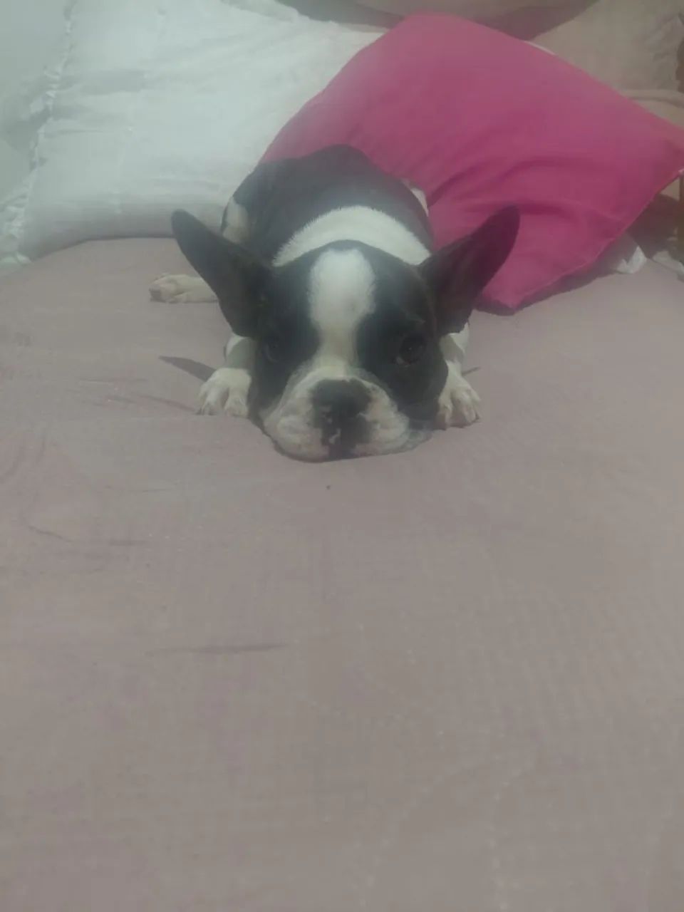 Buldog frances macho - Foto 2