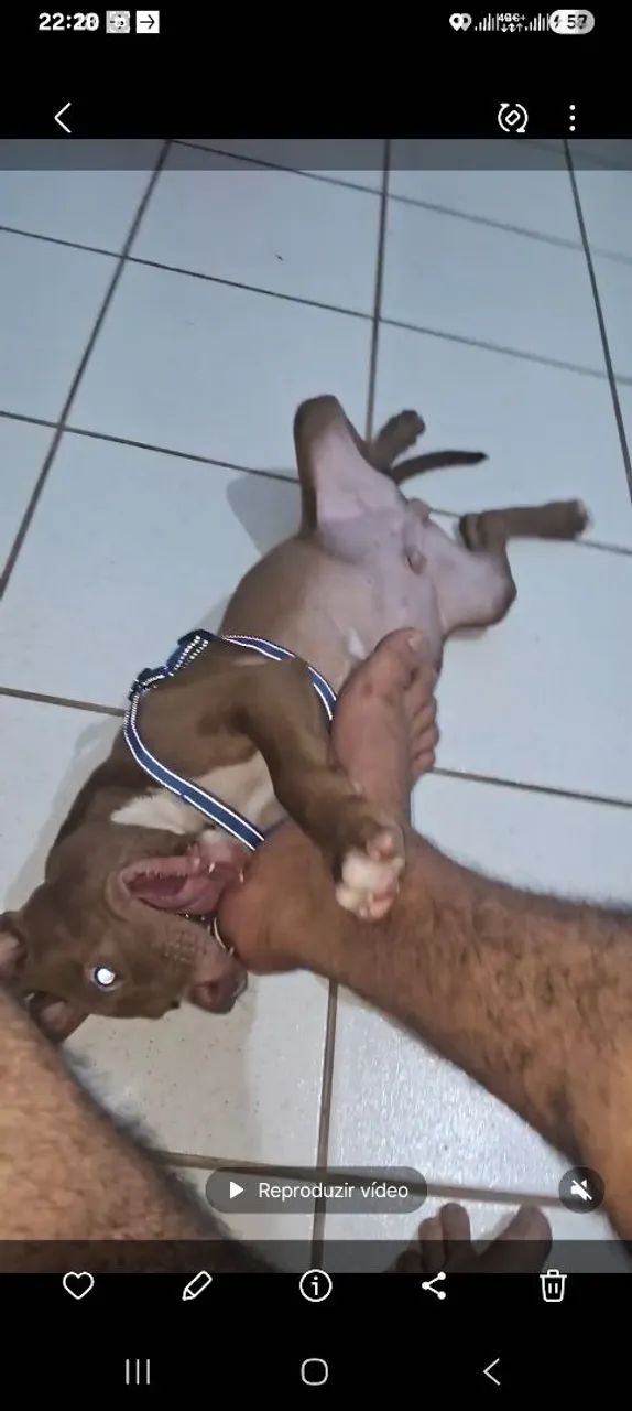 Vende se pit Bull  - Foto 5