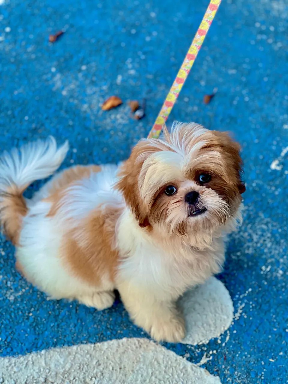 Cachorro 