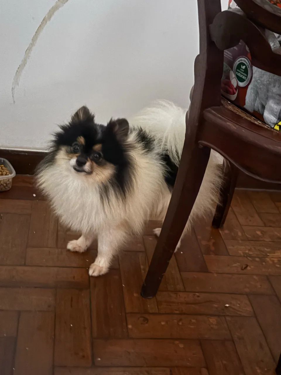 Macho spitz alemão anão - Foto 3