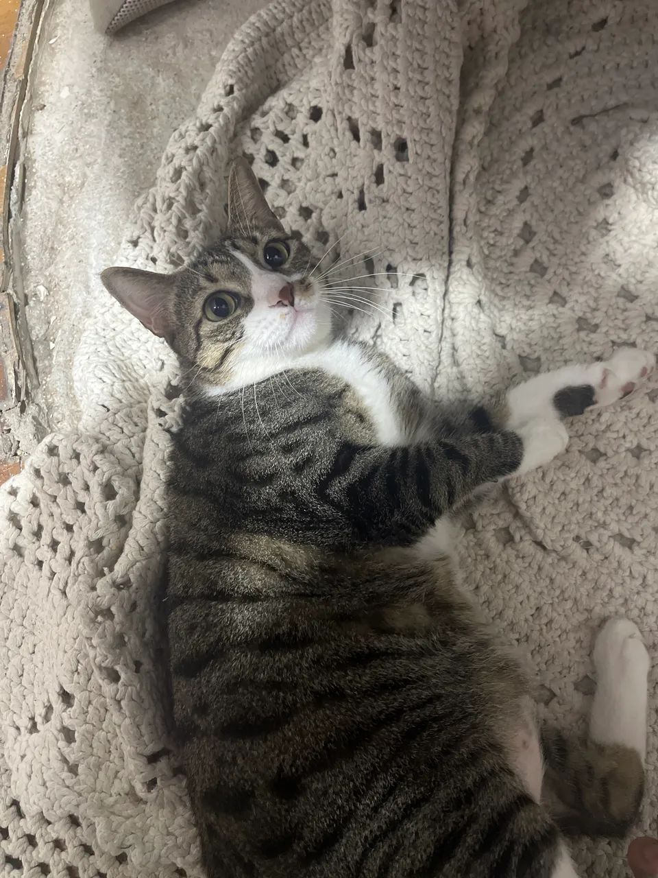 Gata