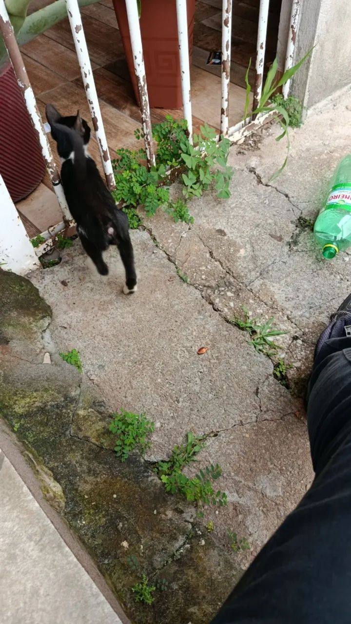 Gatinho  - Foto 4