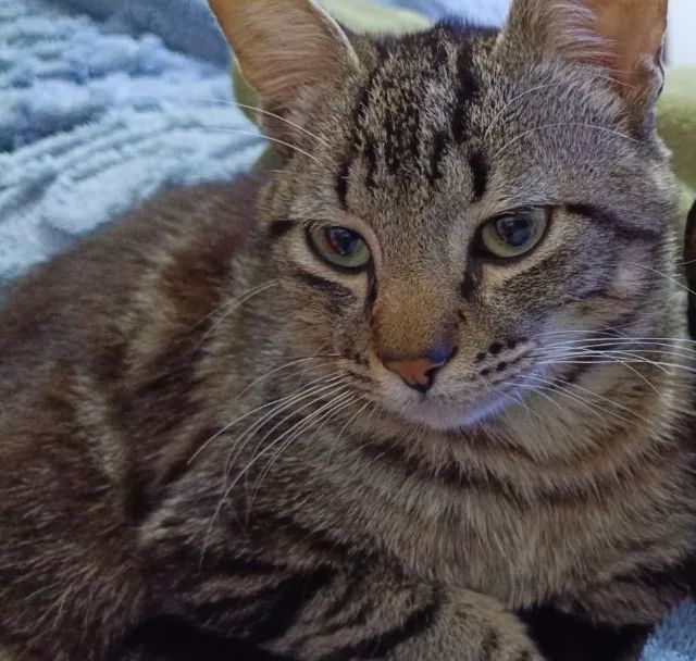 Gato macho - Foto 4