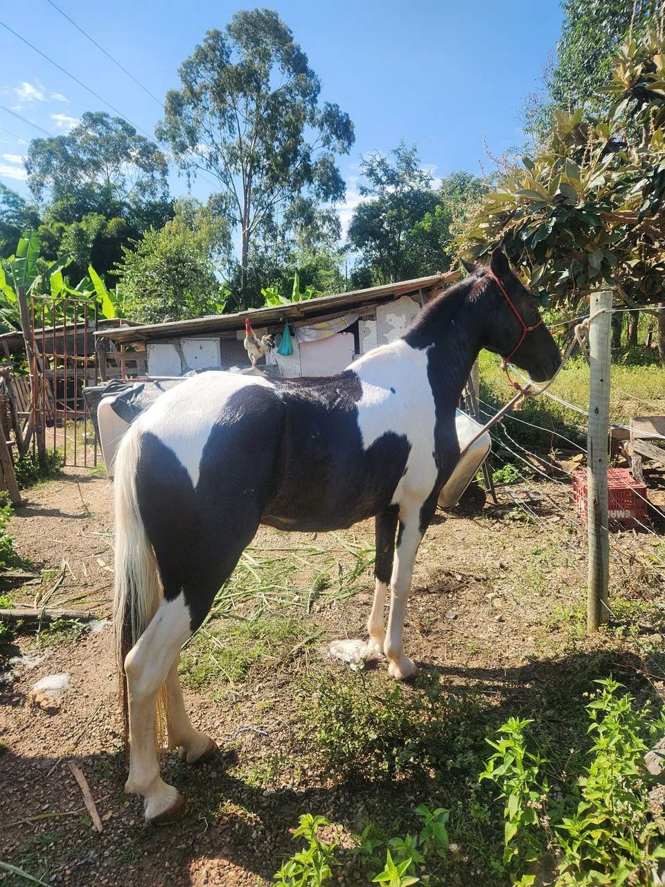 Cavalo - Foto 2