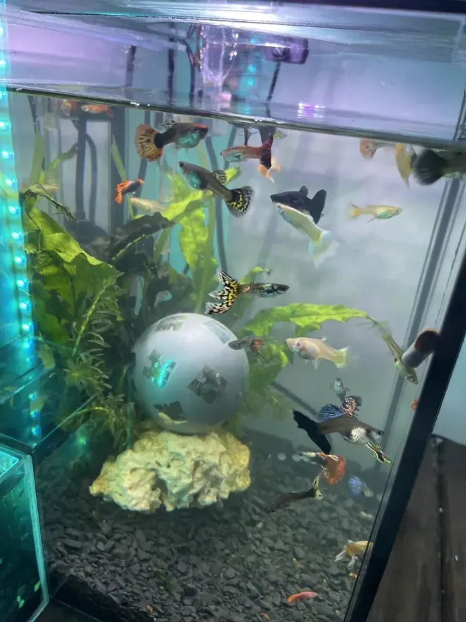 Aquário com capacidade de 20 litros - Foto 3