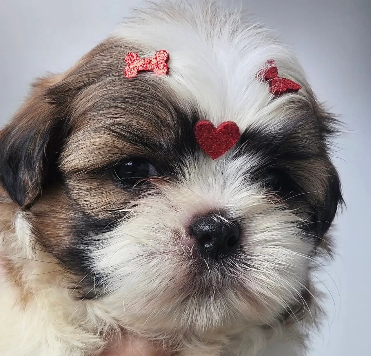 Filhotes de shihtzu - Foto 4